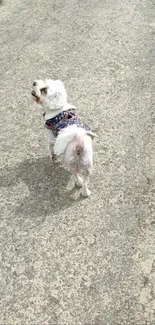 Small white dog walking on a sunlit road.