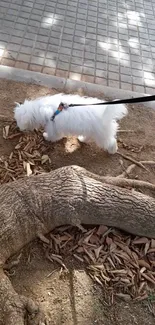 Fluffy white dog on a leash, exploring nature.