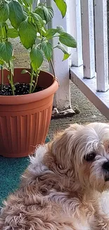 Cute dog on a balcony beside a potted plant.