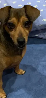 Cute dog with brown fur on blue bedding, looking forward.