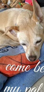 Sleepy dog on a blue blanket with text inviting companionship.