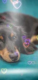 Adorable black and tan dog on a teal blue sofa, looking relaxed.