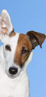 Cute dog with floppy ear on a sky blue background.