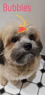 Cute fluffy dog sitting on checkered floor