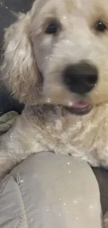 Fluffy dog lying on a cozy couch, looking playful and adorable.