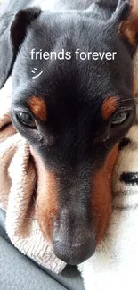 Cute dog resting on a cozy, colorful blanket.