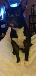 Adorable Boston Terrier on a cozy blanket at home.