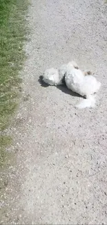 Fluffy white dog rolling on a gravel path in a sunny outdoor setting.