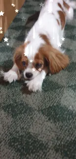 Cute brown and white dog lying on green patterned carpet.