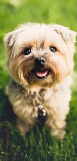 Cute dog sitting on lush green grass, smiling happily.