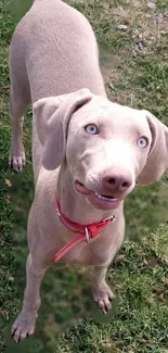 Adorable dog standing on green grass, wearing red collar.