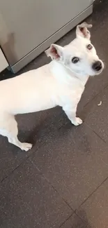 White dog standing on black kitchen floor looking up.