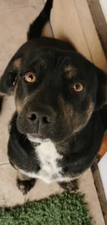 Adorable dog sitting by a porch door.