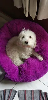 White fluffy dog on a purple cushion, looking upward.