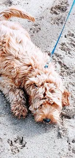 Fluffy dog lying on sandy beach with leash