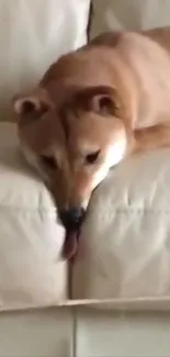 Cute Shiba Inu resting on a beige sofa.