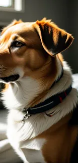 Cute dog sitting on a cozy sofa with soft lighting.