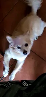 Fluffy white dog lying on terracotta tiled floor.