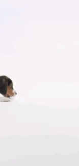 Cute dog resting on a white minimalist backdrop.