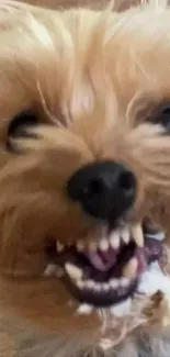 Adorable Yorkshire Terrier on a wooden floor showing a playful expression.