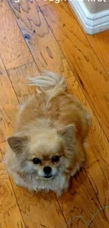 Cute fluffy dog on wooden floor with cheeky message.