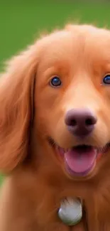 Adorable fluffy dog with green background.