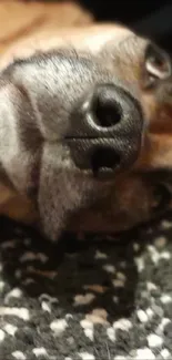 Adorable dog resting on gray blanket in a relaxed pose.