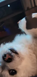 Fluffy white dog lying down, looking cute and relaxed on a dark background.