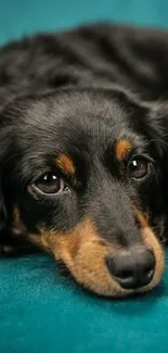 Adorable black and tan dog lying on teal blanket.