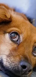 Close-up of a cute brown dog lying down, perfect mobile wallpaper.