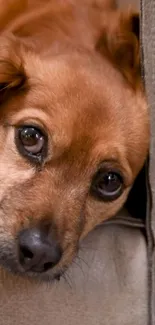 Cute brown dog relaxing on a leather couch wallpaper.