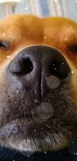 Close-up of a cute dog peacefully sleeping with gentle bokeh background.