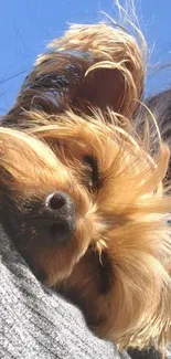 Cute dog sleeping peacefully in sunshine, with blue sky background.