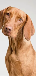 Brown dog with curious look on light background.