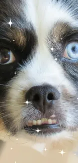 Close-up of a cute dog's face with sparkling effects.