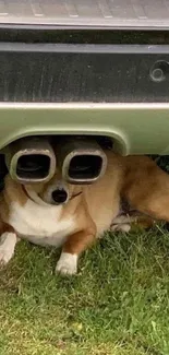 Dog humorously rests under a car's muffler on grass.