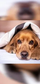 Adorable brown dog under a cozy blanket, looking relaxed and content.