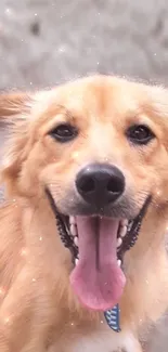 Cute golden dog smiling with tongue out.