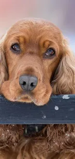 Cute dog leaning on a fence in a snowy winter scene.