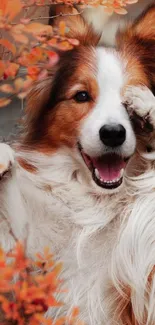 Playful dog smiling amid orange autumn leaves.