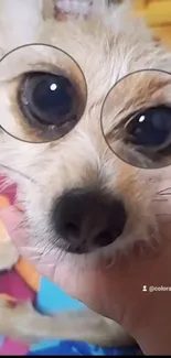 Cute dog with oversized eyes creating a funny expression.