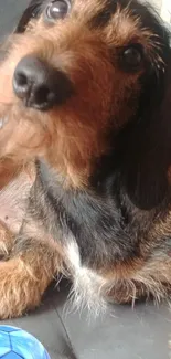 Dachshund puppy with blue ball on sofa.