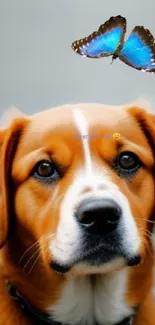 Adorable dog with a blue butterfly flying above on the road.