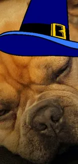 Sleeping dog with a large blue hat, perfect for a mobile wallpaper.