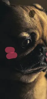 Cute pug with cartoon blush cheeks in moody lighting.