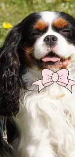 Adorable Cavalier King Charles Spaniel with pink bow tie in outdoor setting.