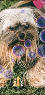 Cute dog surrounded by colorful bubbles on grass.