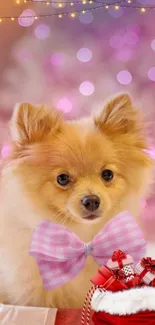 Cute Pomeranian dog with pink bow tie and Christmas gifts.