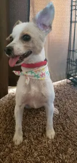 Cute dog with a colorful bandana on a carpeted floor.