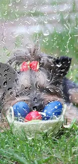 Yorkshire Terrier with colorful Easter eggs on grass.